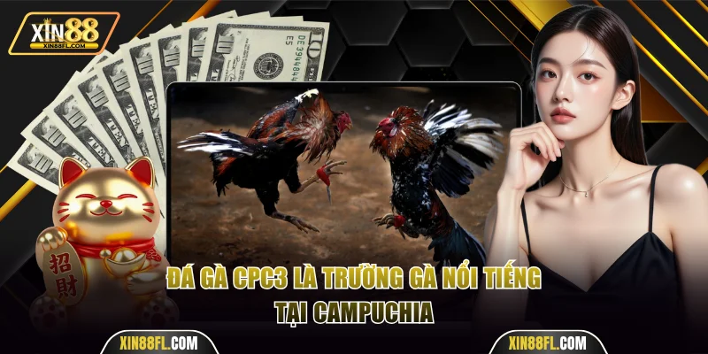 Đá gà CPC3 là trường gà nổi tiếng tại Campuchia